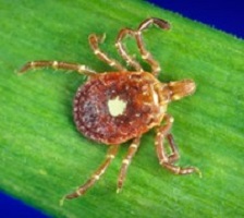 Lone Star Tick